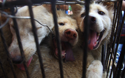The Yulin Dog Meat Festival: The Truth Behind It All