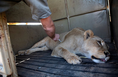GEORGES — A Lion's Tale. Lion Rescue from Canned Hunting