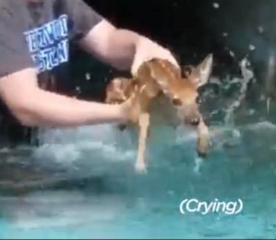 Baby Deer Crying Rescued TWICE from Pool