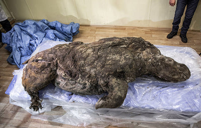 An Extremely Well Preserved Woolly Rhino? In Siberia?