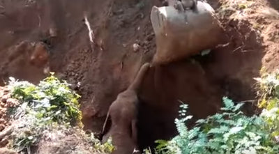 Fortunate Baby Elephant Rescued From A Ditch
